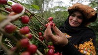 Warga memetik kopi arabika saat perayaan panen massal dalam rangkaian festival panen kopi 2019 di Bener Meriah, Aceh, Minggu (24/11/2019).