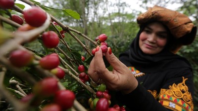 Intip Festival Panen Kopi Gayo di Aceh