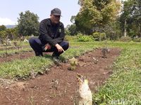 Dua Bunga Bangkai Tumbuh Di Lembang Buat Geger Warganet