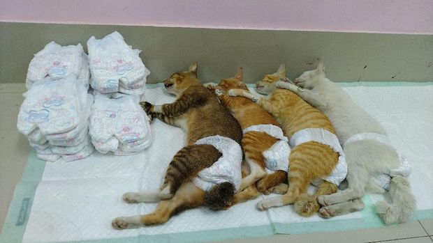 Kucing liar yang telah disterilisasi.