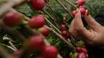 Intip Festival Panen Kopi Gayo di Aceh