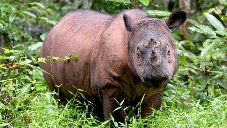 Iman Mati, Badak Sumatera Punah di Malaysia Iman Mati, Badak Sumatera Punah di Malaysia