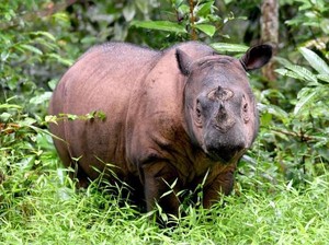 Apakah Ada Badak Bercula Dua? Begini Faktanya