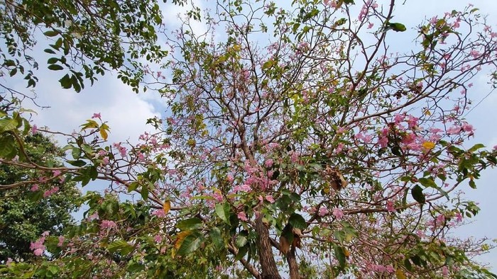 Viral Bunga Cantik Mirip Sakura Berguguran Bikin Heboh Warga Bekasi