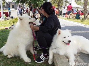 Tiga Tempat Jagal Anjing Ditemukan di Malang Raya