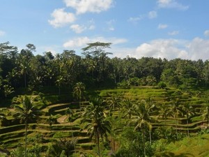 Banjar Nagi di Ubud Masuk Daftar Lingkungan Terkeren Dunia