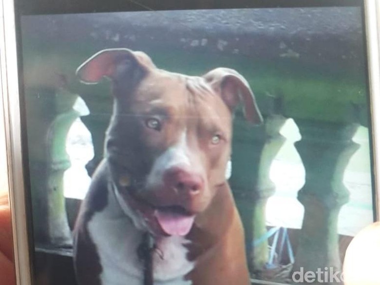 Polisi Panggil Pemilik Pitbull yang Gigit Wanita di Rappocini Makassar Polisi Panggil Pemilik Pitbull yang Gigit Wanita di Rappocini Makassar