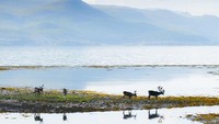 Svalbard. Tokoh yang tidak kalah penting dan juga menggemaskan di Frozen adalah Sven, rusa peliharaan Kristoff. Kalau melancong ke Norwegia memang tidak lengkap kalau belum melihat rusa. Salah satu tempat dimana kamu bisa bertemu rusa-rusa Norwegia adalah di Arktik Svalbard. Siapa tahu di sana kamu akan berjumpa keluarga Sven?  (Foto: iStock)