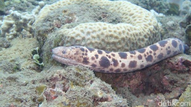 Keren! Puluhan Biota Baru Ditemukan di Perairan Bali Utara