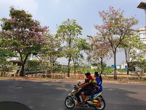 Percantik Kota Bekasi, Pemkot Targetkan Tanam 1.000 Pohon Tabebuya