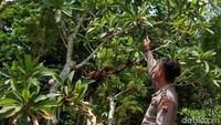 Tokoh warga setempat, Sumarto, mengatakan di desanya terdapat sembilan sarang tawon Vespa affinis atau tawon endhas atau oleh warga disebut tawon baluh yang berukuran besar. Kini sarang-sarang telah dibasmi oleh warga dan petugas. Terpisah, Kapolsek Bodeh AKP Sriyanto mengimbau warga segera melapor ke petugas jika mengetahui atau mendapati ada sarang tawon di sekitar permukiman.