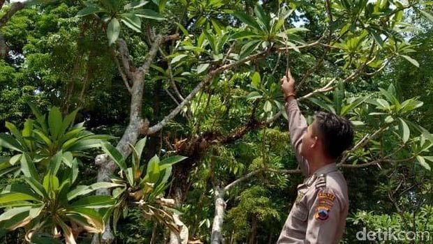 Lokasi sarang tawon Vespa yang menewaskan pasangan suami istri di Pemalang. 