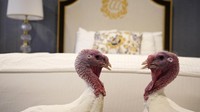 Kamar dengan fasilitas super mewah tersebut menjadi tempat menginap kedua ekor kalkun itu sembari menunggu acara pengampunan kalkun yang akan diberikan oleh Presiden AS menjelang perayaan Hari Thanksgiving. Win McNamee/Getty Images.