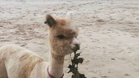 Sampai saat ini akun Alfie telah diikuti oleh 414 ribu folowers. Kami bisa lihat ratusan foto Alfie yang menggemaskan. (alfie_the_alpaca_in_adelaide/Instagram)