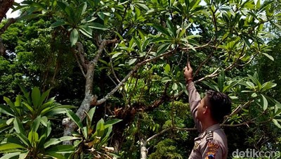 Ini Lokasi Sarang Tawon Vespa yang Bunuh Pasutri di Pemalang