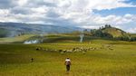 Melihat Peternakan Leluhur di Lembah Lore