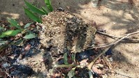 Ada dua lokasi bekas pembakaran sarang tawon. Salah satunya masih tampak bentuk sarang tawon yang gosong, tepat berada di dalam makam.