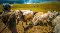 Perangkat Desa Winowanga pun berusaha turun tangan, namun keterbatasan dalam banyak hal tidak memberi solusi siginifikan bagi keberlanjutan peternakan leluhur itu. Basri Marzuki/Antara Foto.