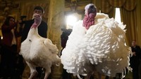 Tahun ini Bread dan Butter menjadi dua ekor kalkun yang akan mendapatkan pengampunan dari Presiden AS Donald Trump menjelang perayaan Hari Thanksgiving 2019. Win McNamee/Getty Images.