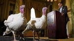 Potret Dua Kalkun Thanksgiving yang Akan Diampuni Presiden Trump
