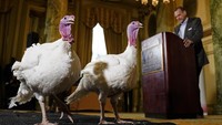 Rencananya kedua ekor kalkun tersebut akan mendapat pengampunan dari Presiden AS pada esok hari. Win McNamee/Getty Images.