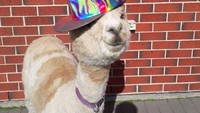 Alpaka merupakan mamalia dari Amerika Selatan yang dihasilkan dari perkawinan silang. (alfie_the_alpaca_in_adelaide/Instagram)