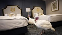 Menariknya, sembari menunggu kegiatan pengampunan presiden tersebut kedua ekor kalkun itu menempati salah satu kamar mewah di Hotel Willard yang berada di kawasan Washington DC, Amerika Serikat. Win McNamee/Getty Images.