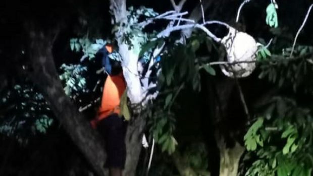 Tawon Vespa Mulai Menyebar ke Colomadu Karanganyar