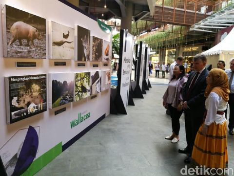 Owen foto, infografik, seni instalasi dan rekam jejak Wallace di Indonesia