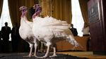 Potret Dua Kalkun Thanksgiving yang Akan Diampuni Presiden Trump