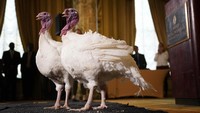 Usai mendapat pengampunan dari presiden, kalkun tersebut akan dirawat maupun dipelihara di peternakan. Win McNamee/Getty Images.