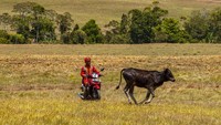 Kerbau dan sapi di peternakan ini juga dijual, tapi tidak untuk umum, jadi hanya untuk kegiatan adat seperti pesta pernikahan, selamatan atau kegiatan adat lainnya. Hasil penjualannya digunakan kembali untuk membiayai peternakan ini, kata SN Ama, Ketua Adat setempat. Basri Marzuki/Antara Foto.