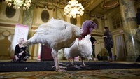 Jika dirunut dari sejarahnya, kegiatan pengampunan kalkun oleh Presiden AS ini telah dilakukan sejak sejumlah presiden di era sebelumnya kerap mendapatkan hadiah berupa kalkun menjelang perayaan Hari Thanksgiving. Presiden AS mulai dari Abraham Lincoln hingga John F Kennedy disebut pernah mendapat hadiah berupa kalkun dan kemudian memutuskan untuk memelihara unggas tersebut dibandingkan menyembelihnya dan dijadikan santapan di perayaan Hari Thanksgiving. Win McNamee/Getty Images.