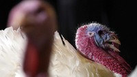 Tradisi unik tersebut kini menjadi salah satu kegiatan tahunan yang dipelihara dari waktu ke waktu dan melakukan kegiatan pengampunan kalkun tersebut setiap menjelang perayaan Hari Thanksgiving. Win McNamee/Getty Images.
