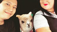 Alpaka ini merupakan hewan peliharaan dari Jeff Cheng yang menetap di Adelaide. Dia memelihara alpaka bersama istrinya Sophie. (alfie_the_alpaca_in_adelaide/Instagram)