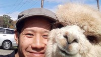 Bulunya yang lebat dengan wajahnya yang mungil, membuat dia terlihat menggemaskan. Biasanya bulunya digunakan untuk bahanm pakaian, seperti bulu domba. (alfie_the_alpaca_in_adelaide/Instagram)