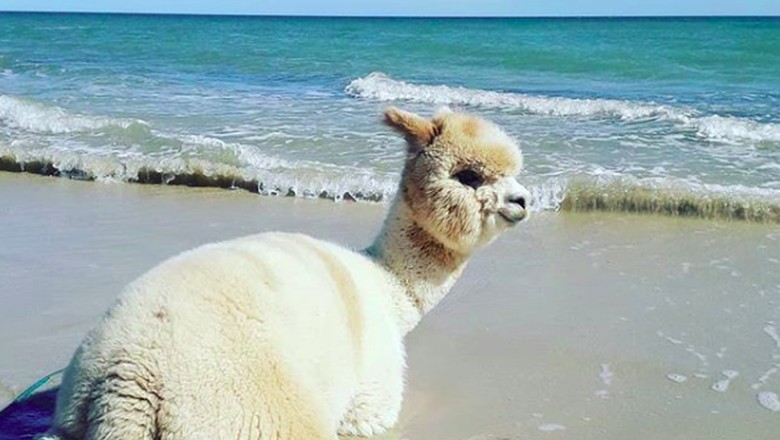 Foto: (alfie_the_alpaca_in_adelaide/Instagram) Foto: (alfie_the_alpaca_in_adelaide/Instagram)