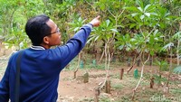 Lokasi serangan tawon Pasutri di Pemalang merupakan jalan desa yang berada di dekat area pemakaman yang berada di Dukuh Karyomukti. Sarang tawon itu tadinya berada di area pemakaman.