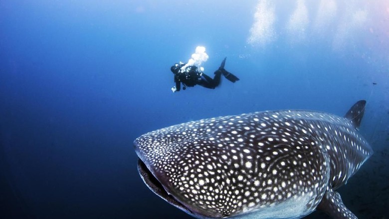 Ilustrasi hiu paus (iStock)