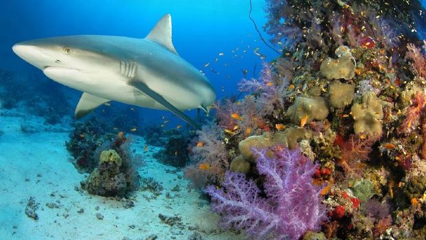 Grey reef shark at home reef
