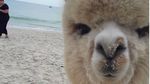 Foto: Alfie, Alpaka Menggemaskan yang Suka Pantai