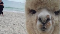 Pasangan ini juga membuatkan Alfie akun Instagram dan membagikan ragam aktivitas mamalia berbulu ini. Termasuk saat bermain di pantai. (alfie_the_alpaca_in_adelaide/Instagram)