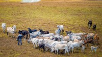Begitulah setiap harinya, ratusan kerbau dan sapi diternakkan di lahan seluas 2.500 hektare itu. Basri Marzuki/Antara Foto.