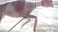 Layaknya hewan peliharaan, Alfie juga senang bermain dan jalan-jalan keliling kompleknya. Terkadang Alfie juga diajak bermain ke pantai dan bertemu dengan teman-teman alpakanya. (alfie_the_alpaca_in_adelaide/Instagram)