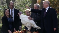 Di tahun lalu, Presiden AS Donald Trump mengampuni dua kalkun bernama Peas dan Carrots. Kedua kalkun itu kemudian diserahkan ke Gobblers Rest yang berada di kawasan Virginia untuk dirawat. Alex Wong/Getty Images.