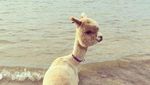 Foto: Alfie, Alpaka Menggemaskan yang Suka Pantai
