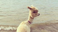 Gayanya menikmti desiran ombak di pantai dekat rumahnya di Adelaide, Australia. (alfie_the_alpaca_in_adelaide/Instagram)