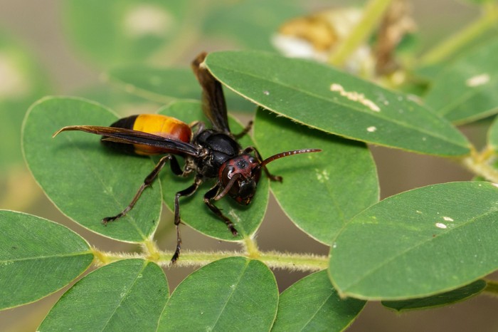 Tawon Vespa Affinis