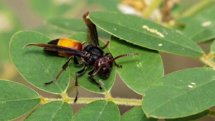 Tawon Vespa Affinis. Foto: (iStock) Tawon Vespa Affinis. Foto: (iStock)