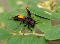 Tawon Vs Lebah Mana yang Lebih Bahaya? Begini Penjelasan Pakar Serangga IPB